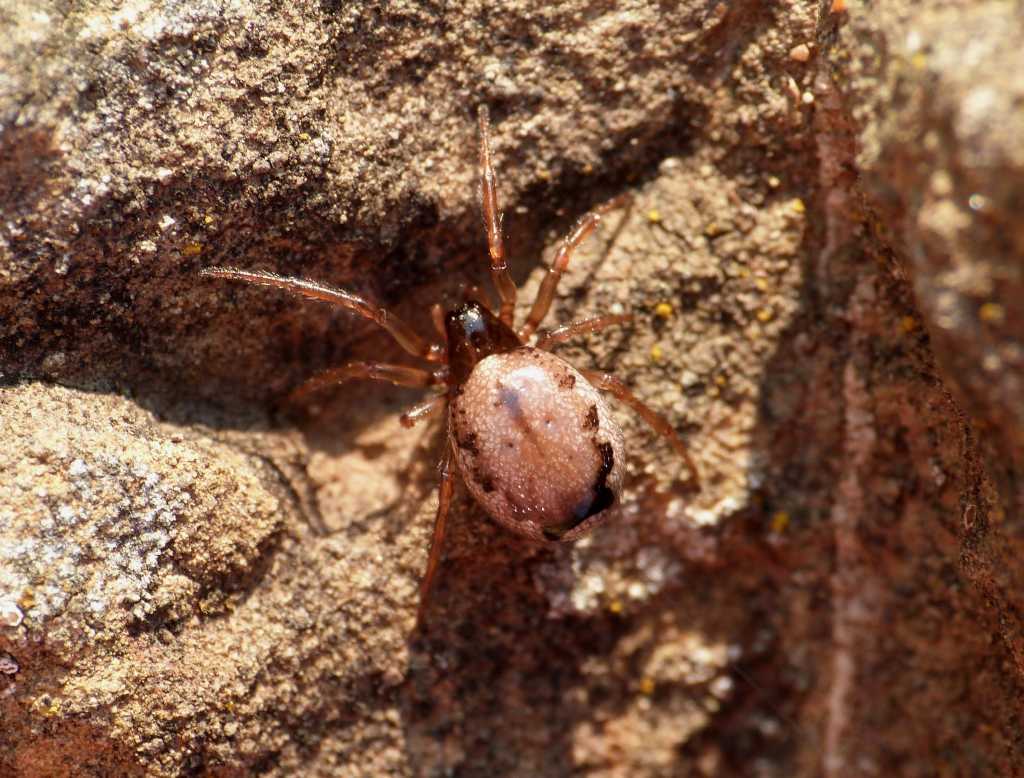 Maschio di Enoplognatha mandibularis protettivo - Tolfa (RM)